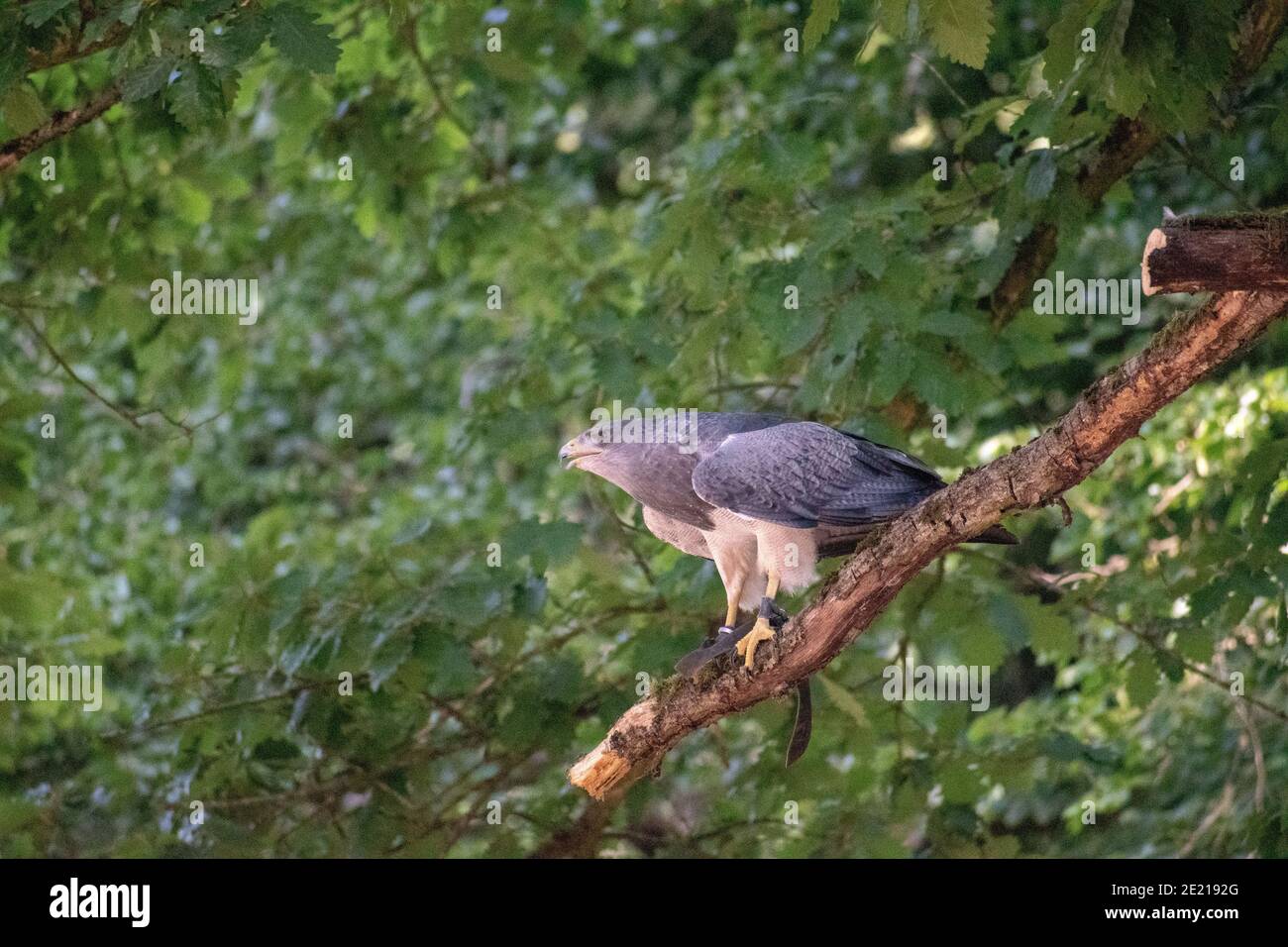Selektive Nahaufnahme von Coopers Falke auf dem Baum Filiale im Wildpark Schwarze Berge Stockfoto