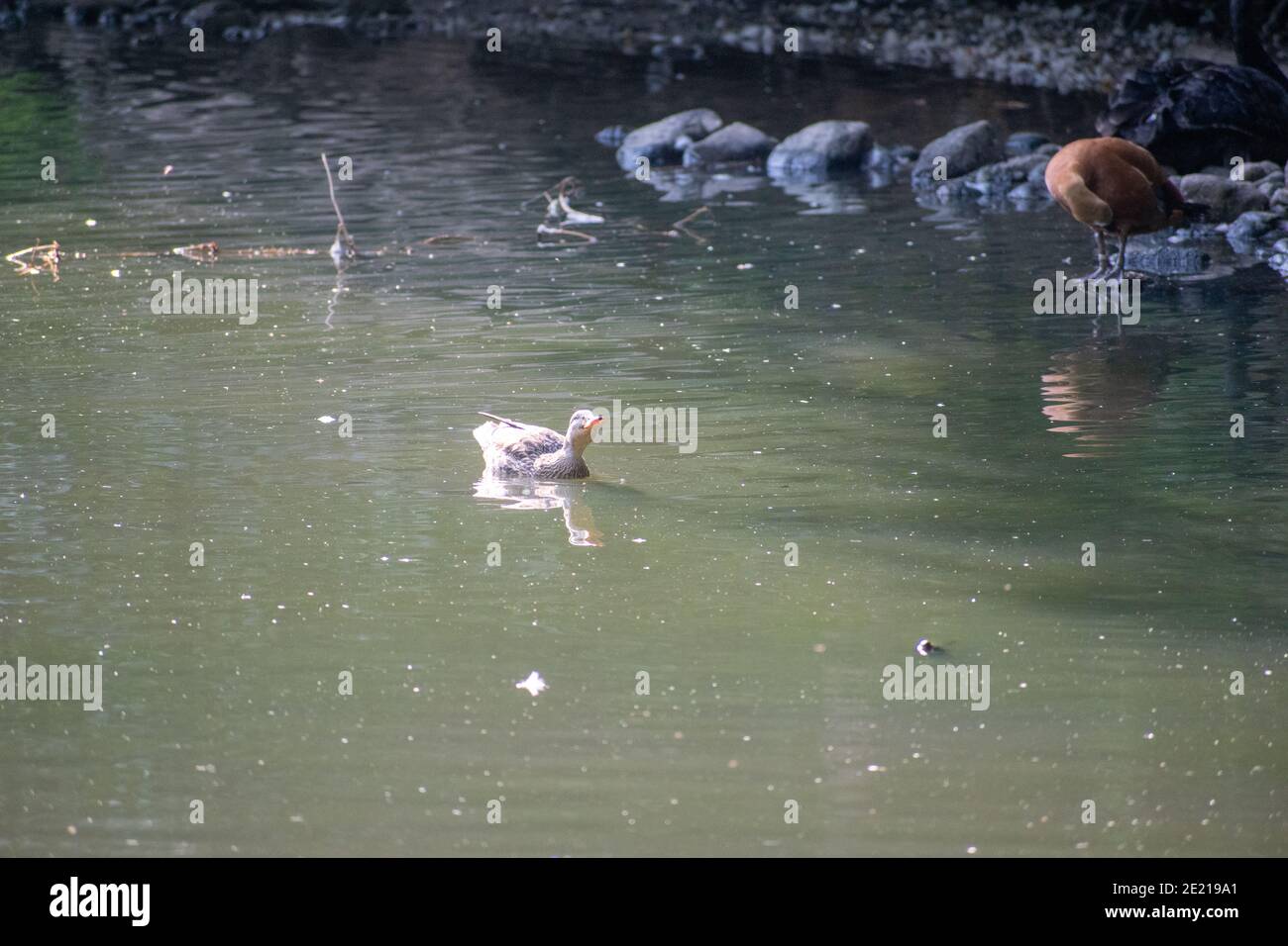 Selektive Nahaufnahme der Enten am Teich im Wildpark Schwarze Berge in Rosengarten Stockfoto
