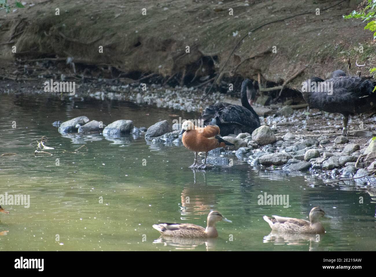 Selektive Nahaufnahme der Enten am Teich im Wildpark Schwarze Berge in Rosengarten Stockfoto