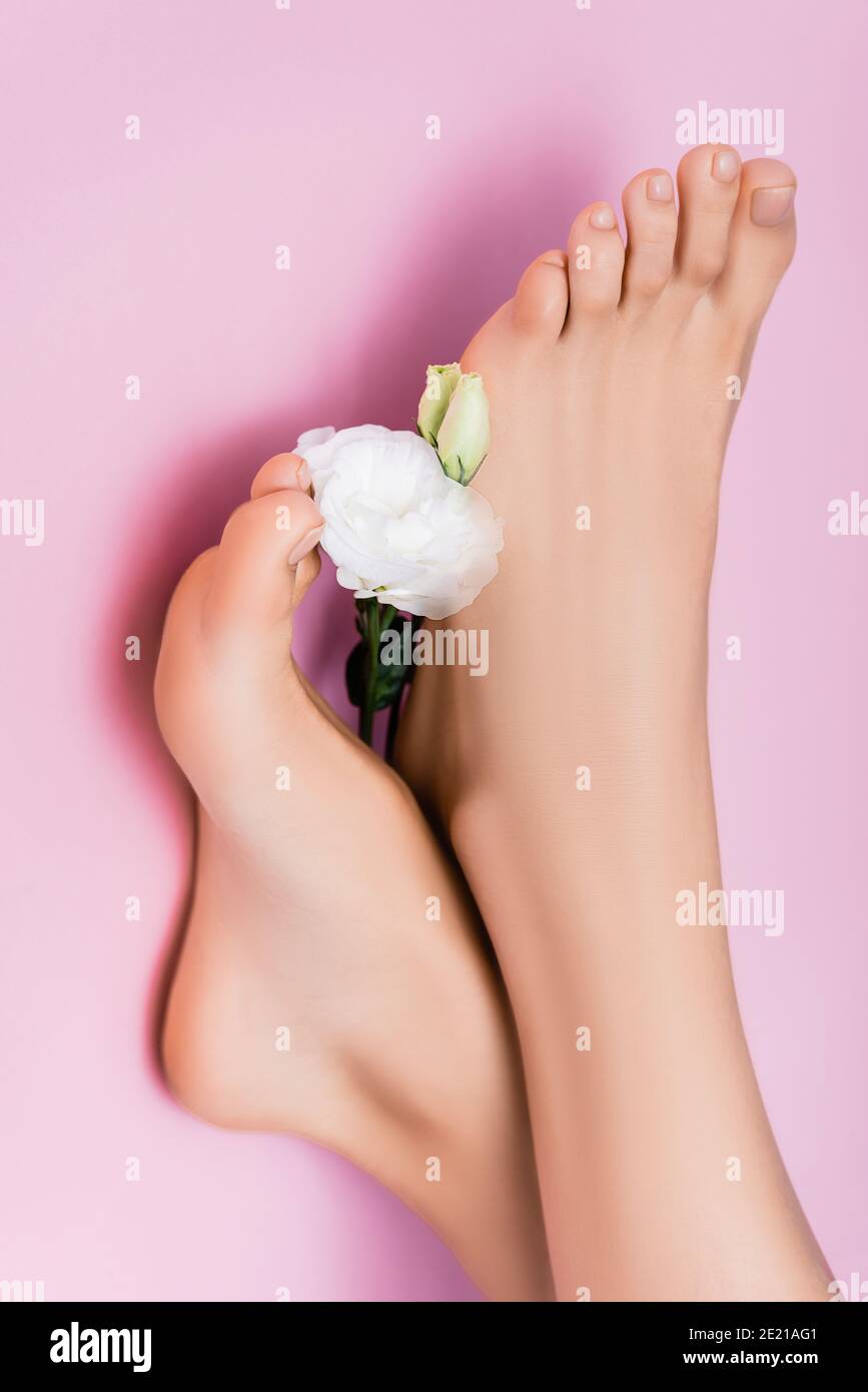 Draufsicht auf weibliche Füße mit glänzendem Nagellack Zehennägel in der Nähe von weißen Eustoma Blume auf rosa Hintergrund Stockfoto