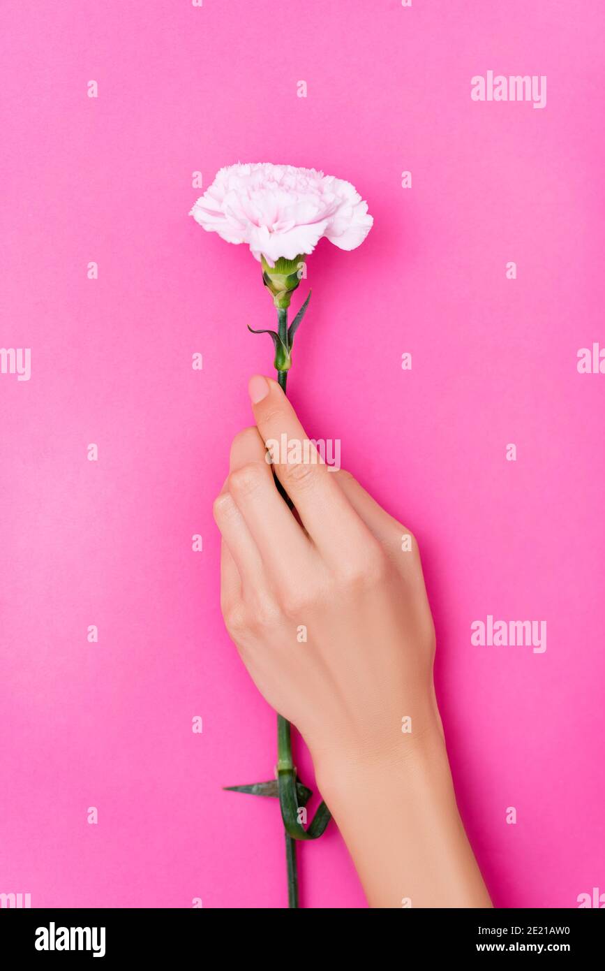 Draufsicht der weiblichen Hand mit pastellfarbenem Nagellack Fingernägel und Nelkenblume auf rosa Hintergrund Stockfoto