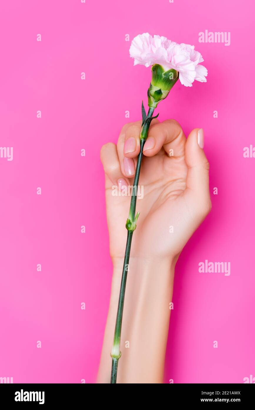 Draufsicht der weiblichen Hand mit glänzendem Nagellack auf Fingernägel neben Nelkenblume auf rosa Hintergrund Stockfoto