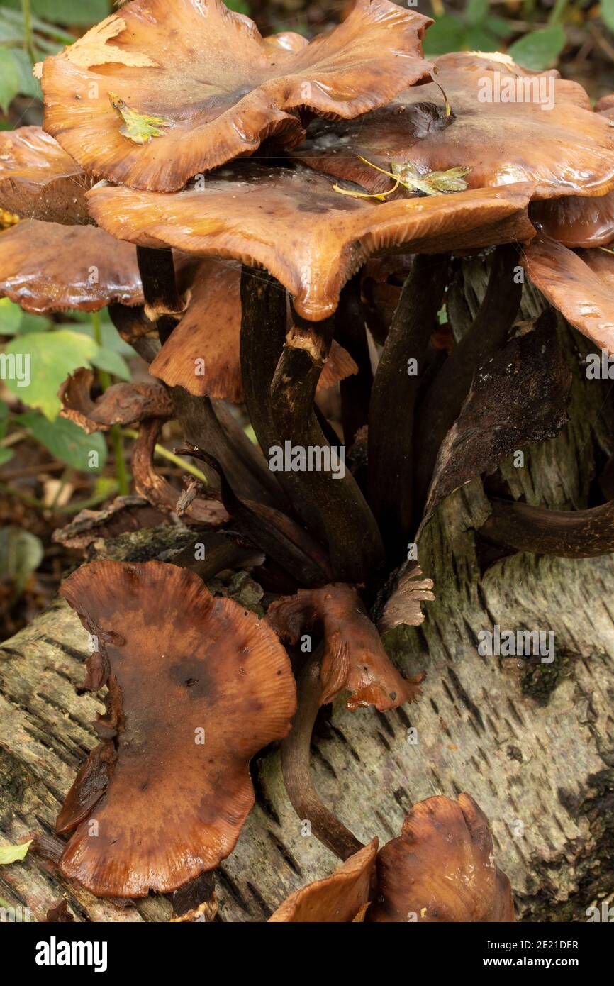 Intime Landschaft von Pilzen explodieren aus einem verfaulenden Baumstumpf, natürliche Umwelt Lebenszyklus von Tod und Zerfall Stockfoto