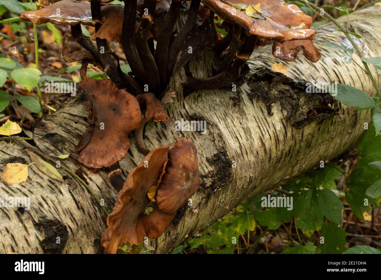 Intime Landschaft von Pilzen explodieren aus einem verfaulenden Baumstumpf, natürliche Umwelt Lebenszyklus von Tod und Zerfall Stockfoto