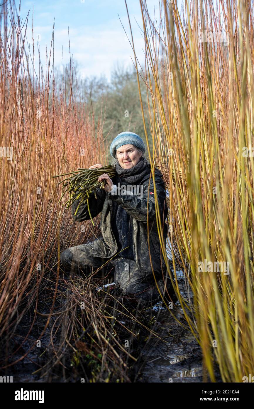 Annemarie O'Sullivan, Korbmacherin aus East Sussex, mit ihrem Team, das Weiden am Stadtrand von Horam für die Korbherstellung in England erntet. Stockfoto