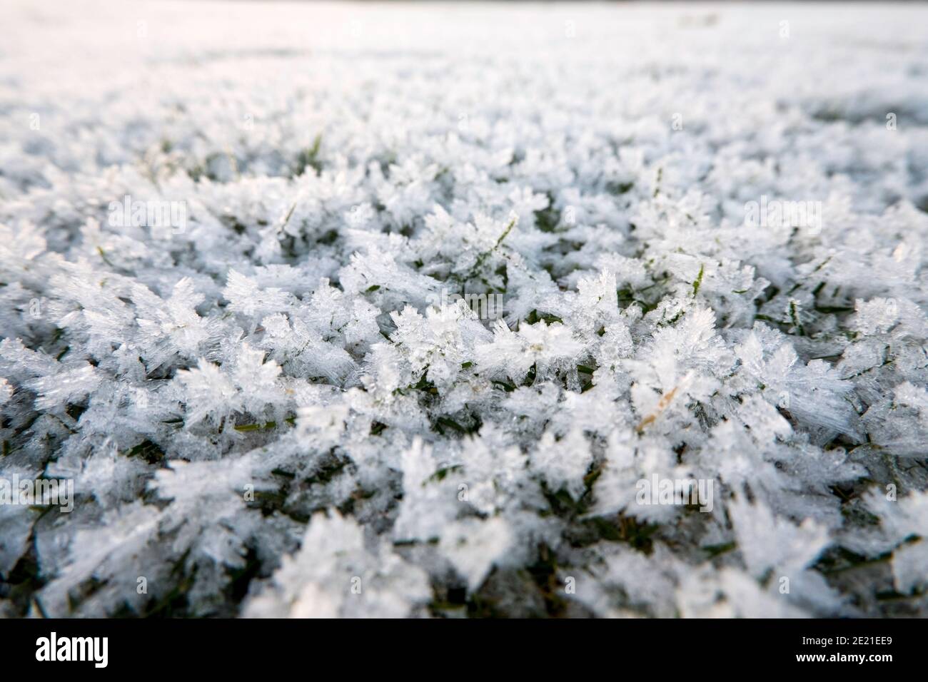 Frost auf dem Rasen Stockfoto