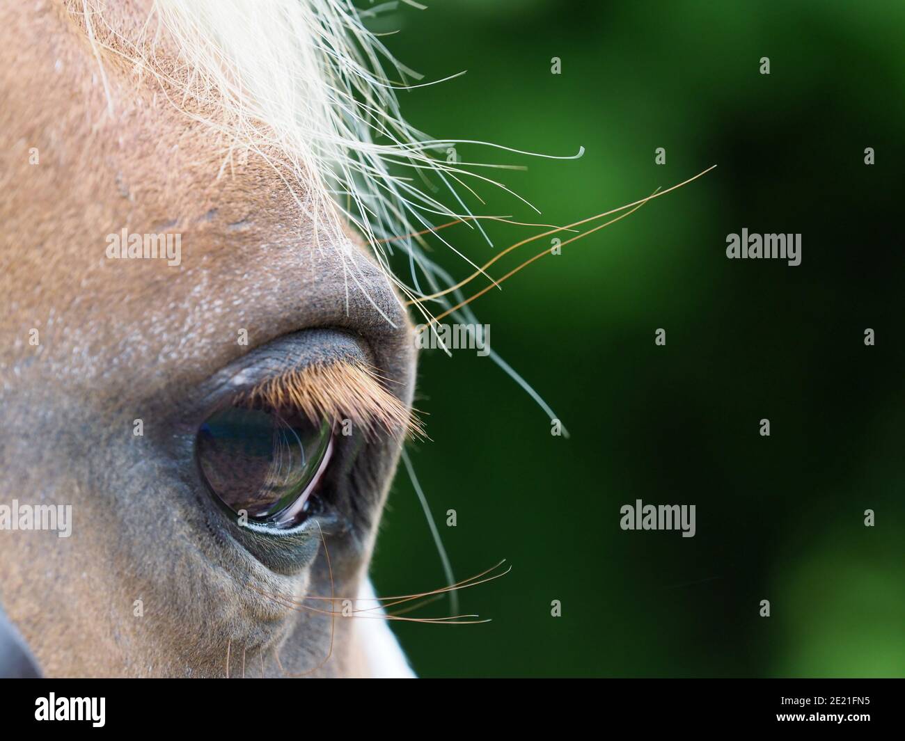 Eine Nahaufnahme der Seite eines Pferdes Gesicht und sein Auge. Stockfoto