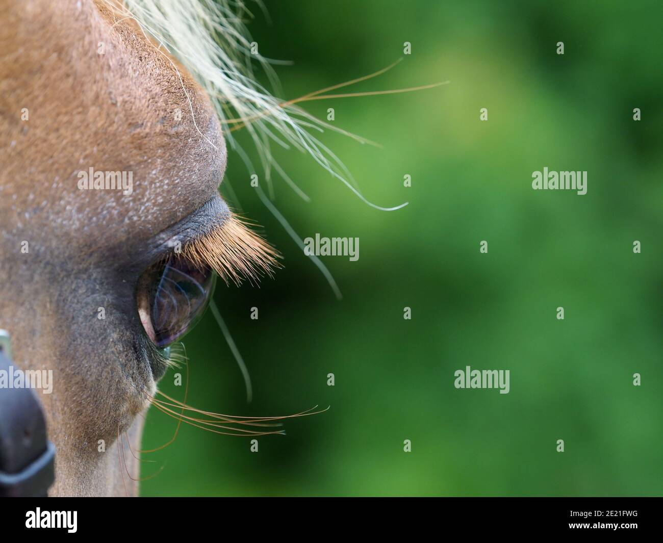 Eine Nahaufnahme der Seite eines Pferdes Gesicht und sein Auge. Stockfoto