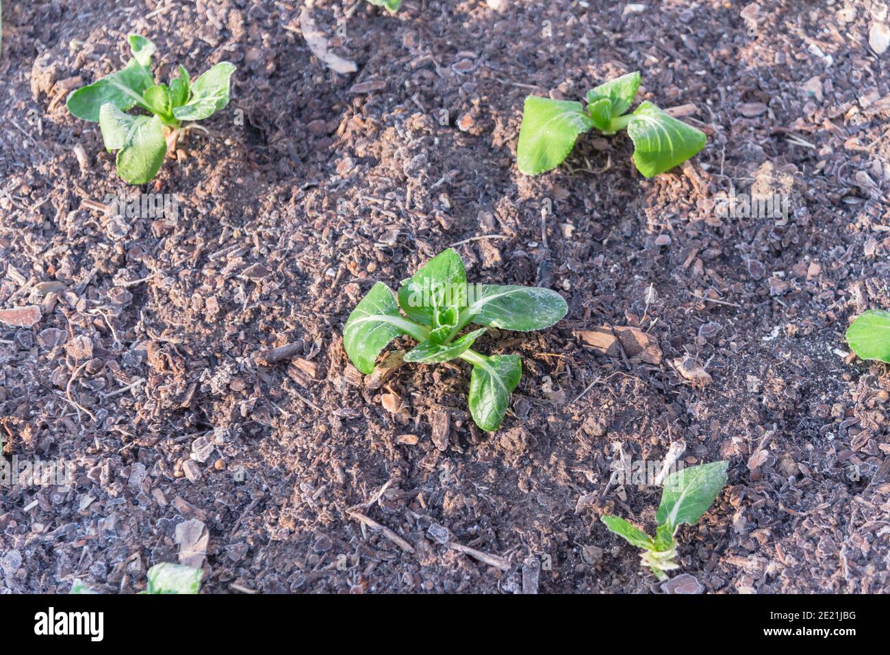 Reihe von bok choy Pflanzen in gefrorener Temperatur im Hochbeet Garten in  Coppell, Texas, USA. Close up Keks und kommen wieder Bio pak Choi, oder pok  Choi C Stockfotografie - Alamy