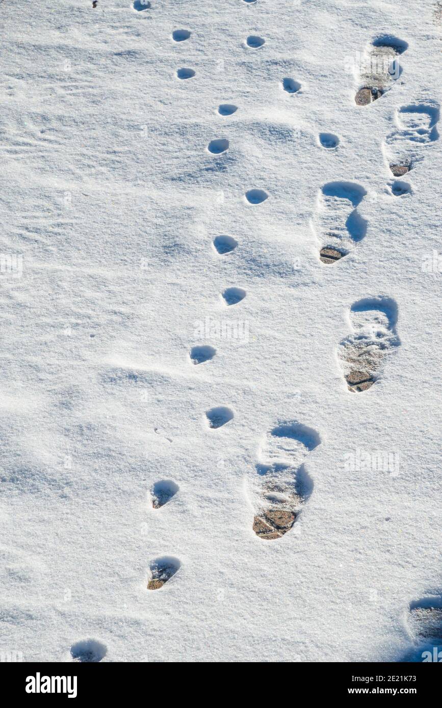 Fußspuren im Schnee. Stockfoto