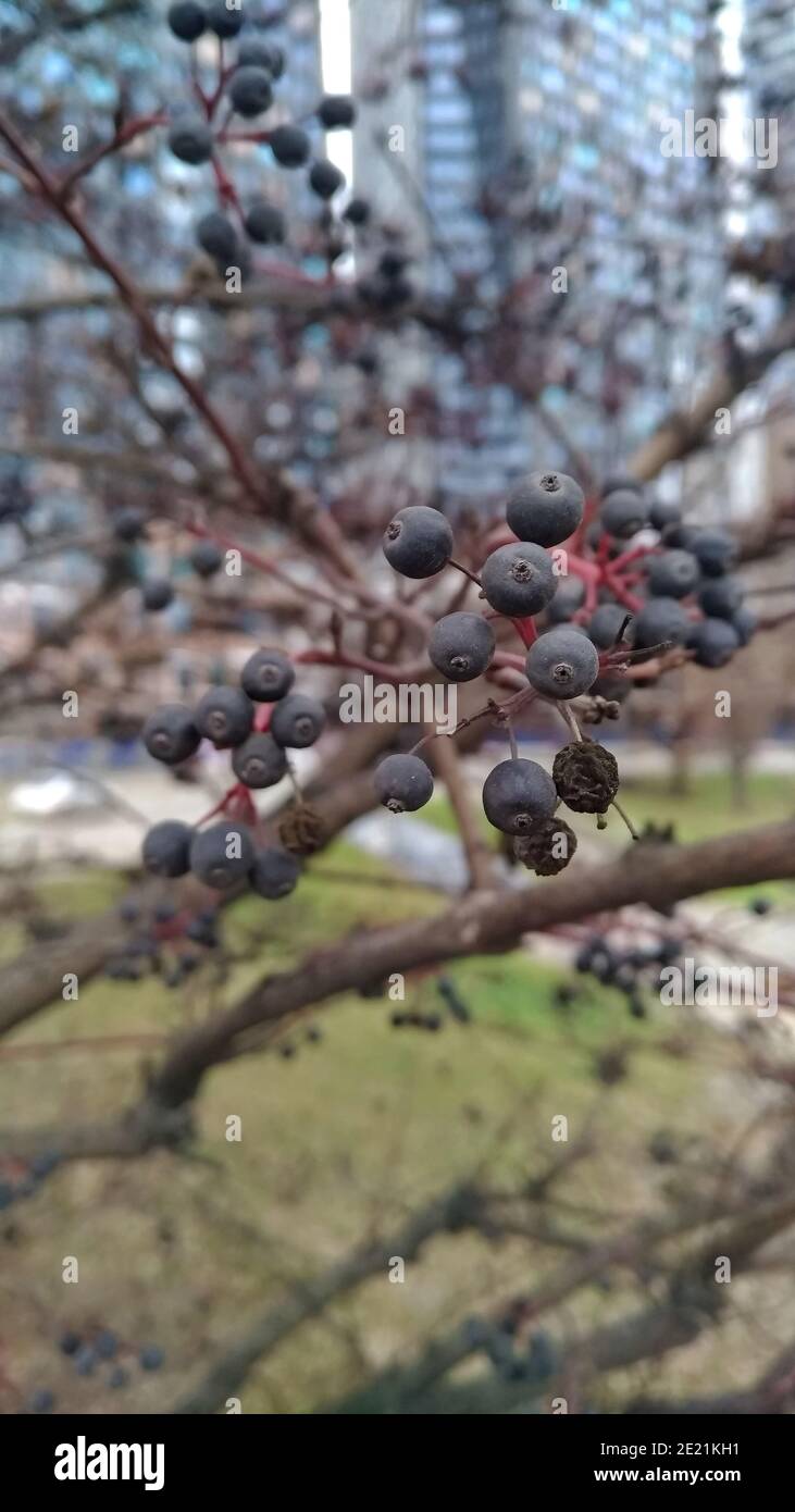 Verwelkte Beeren auf dem Baum in der Stadt Stockfoto