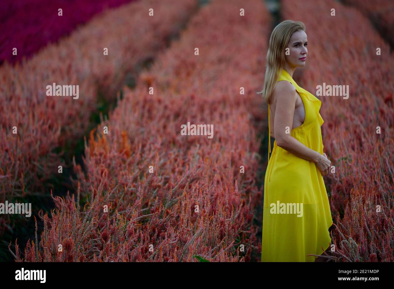 Ein schönes Modell posiert in einem Feld voller Blumen Seitenprofil. Stockfoto