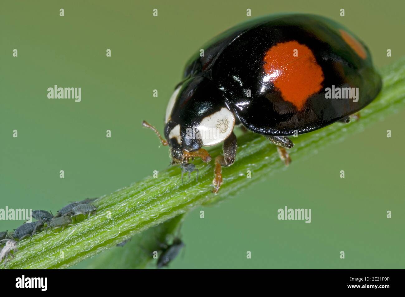 Asiatischer Marienkäfer frisst Blattlaus, asiatischer Marienkäfer frisst Blattlaus, Harlekin Marienkäfer frisst Pflanzenlaus, Harmonia axyridis frisst Schädling Stockfoto