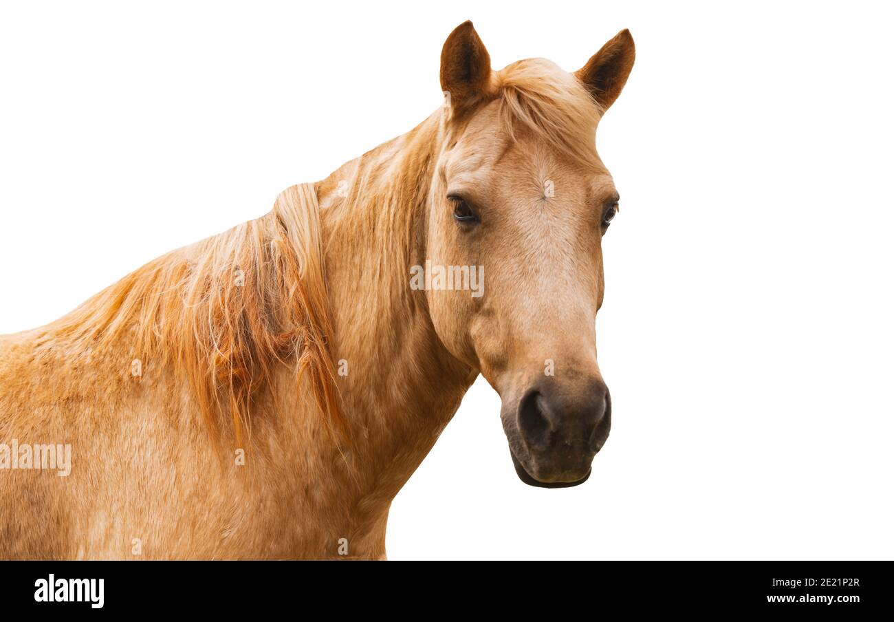 Isoliertes Porträt des jungen Pferdes auf weißem Hintergrund, hellbraunes Pferd, Nahaufnahme Gesicht, Pferd mit Blick auf die Kamera. Stockfoto