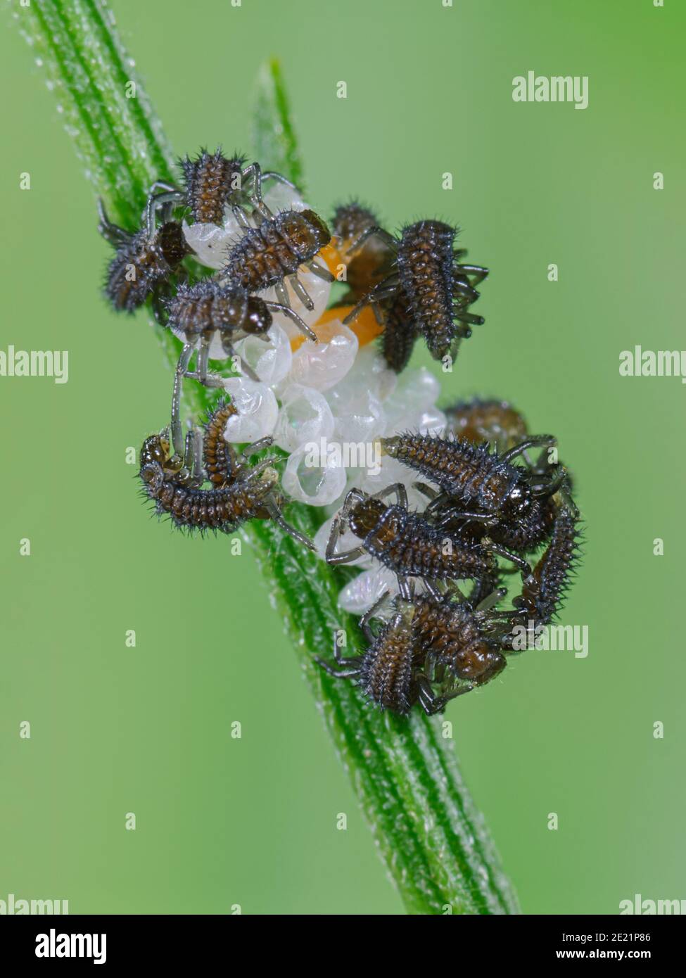 Geschlüpfte Asiatische Marienkäfer Larven Stockfoto