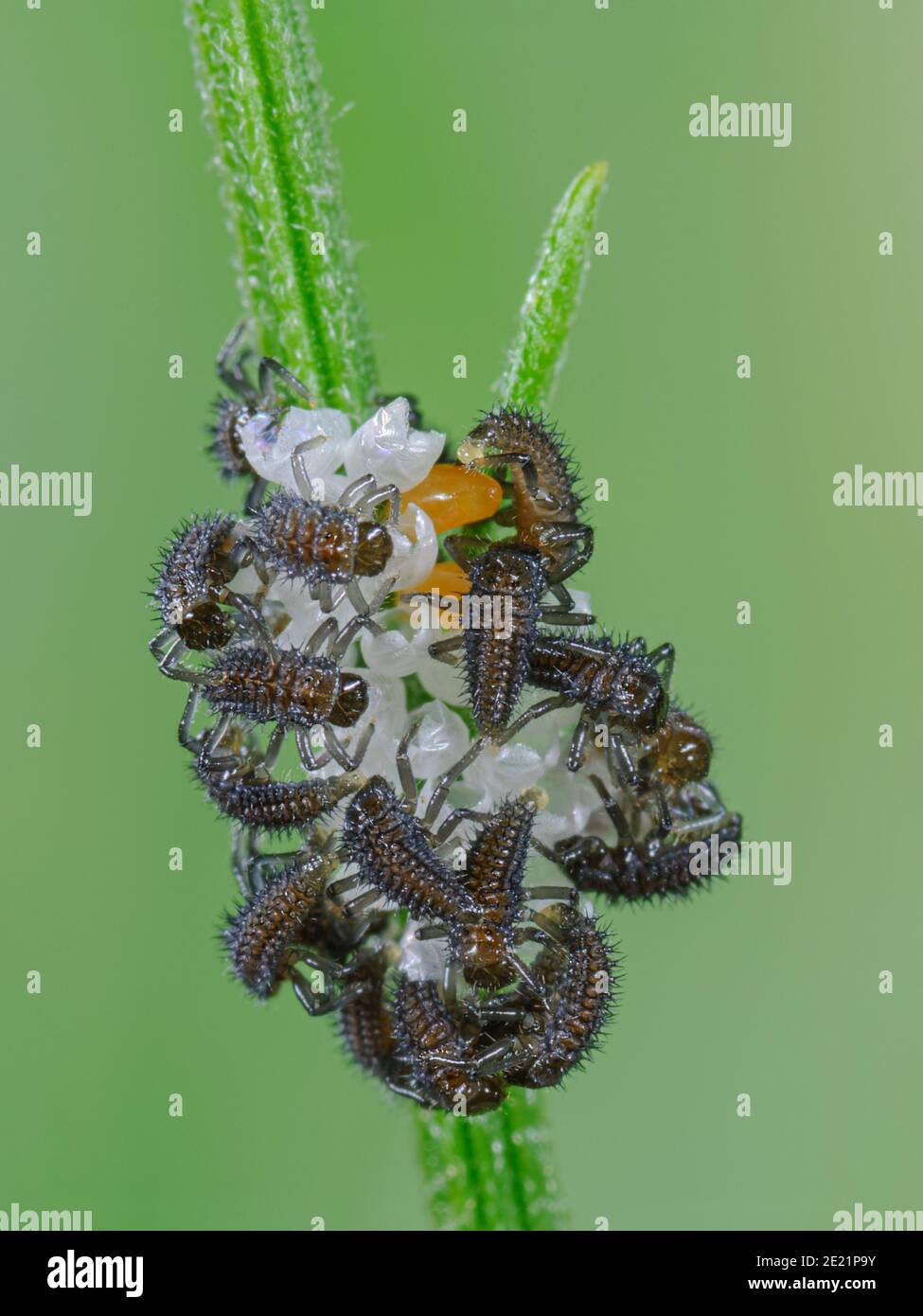 Lady Beetle Larvae Fotos Und Bildmaterial In Hoher Aufl sung Alamy