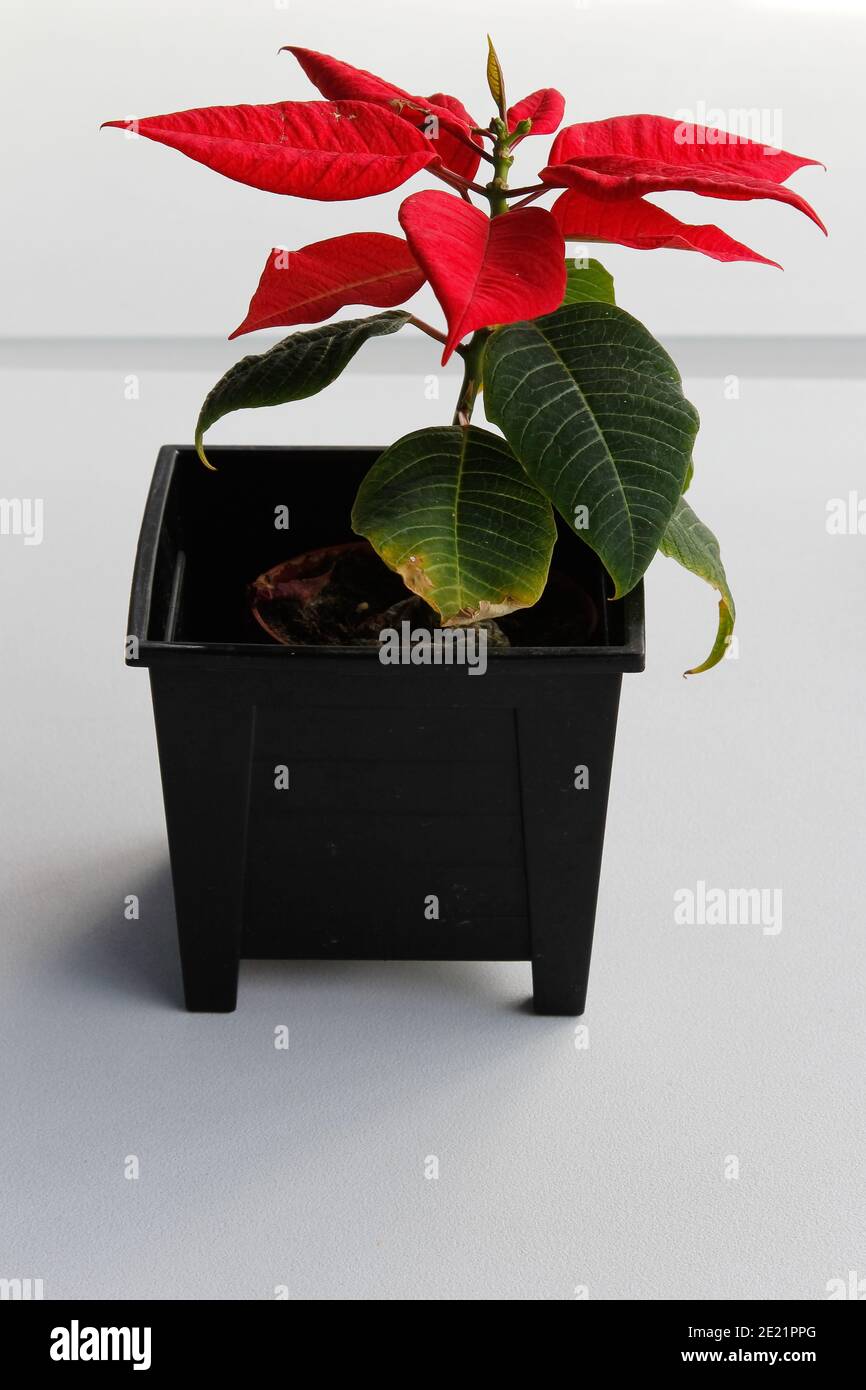 Weihnachtsstern kanaren -Fotos und -Bildmaterial in hoher Auflsung  Alamy