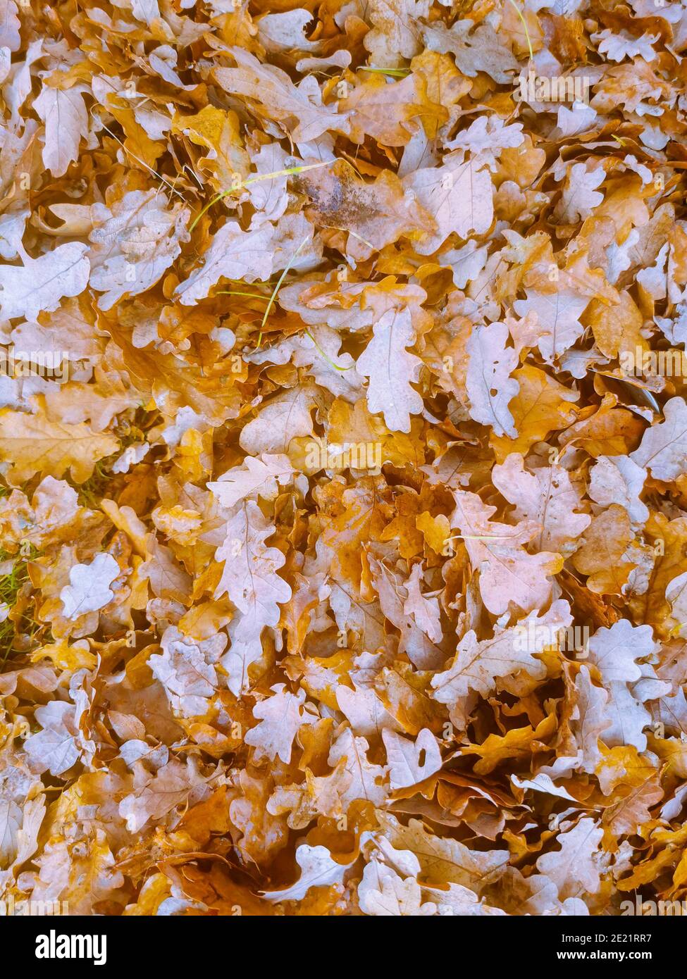 Braune Eichenblätter auf den Boden gefallen bilden eine perfekte Herbstteppich Stockfoto