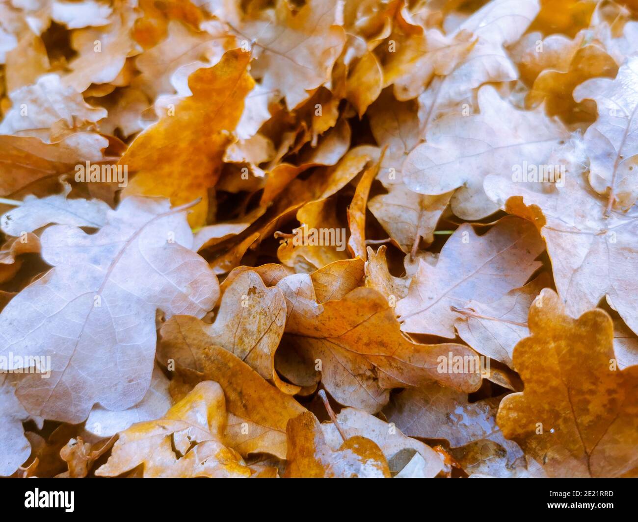 Braune Eichenblätter auf den Boden gefallen bilden eine perfekte Herbstteppich Stockfoto