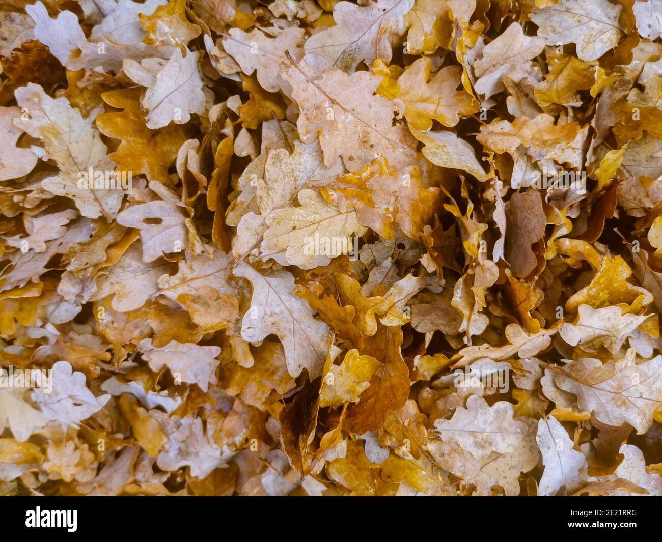Braune Eichenblätter auf den Boden gefallen bilden eine perfekte Herbstteppich Stockfoto
