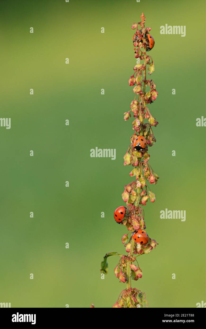 Marienkäfer frisst Blattlaus Stockfoto