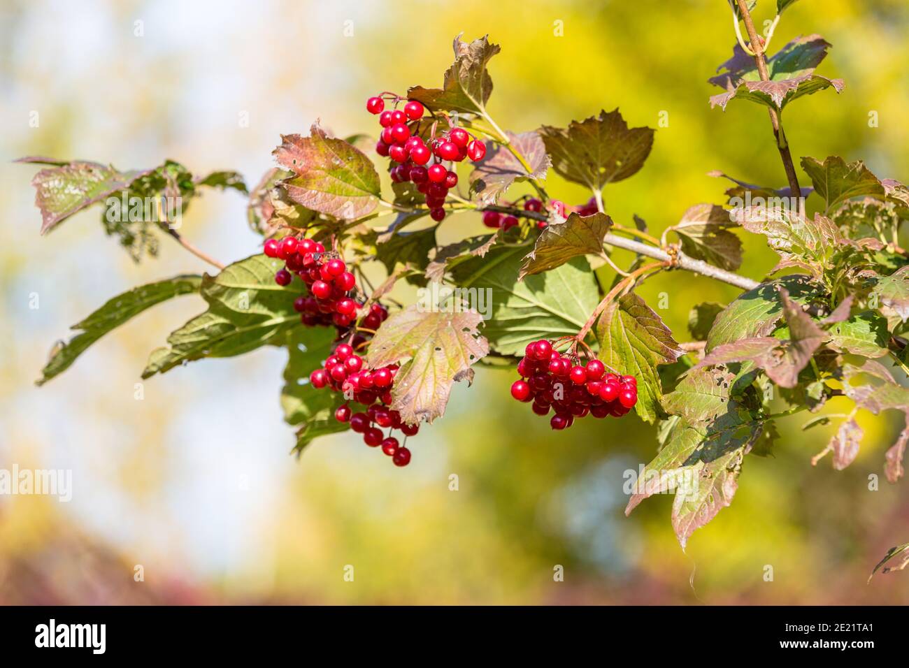 Rote viburnum Beeren auf einem Baum im Herbst Stockfoto