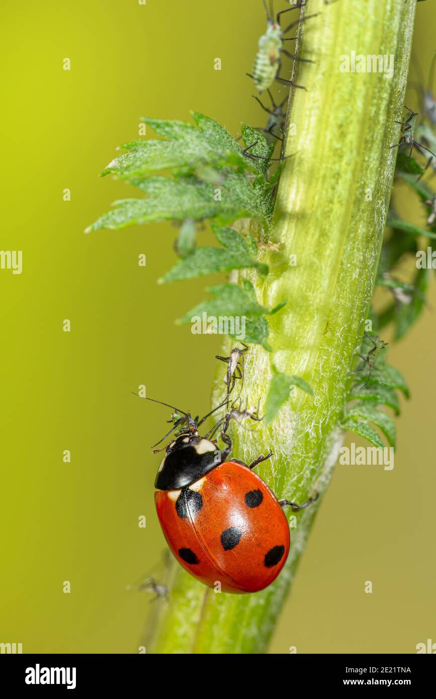 Marienkäfer frisst Blattlaus Stockfoto