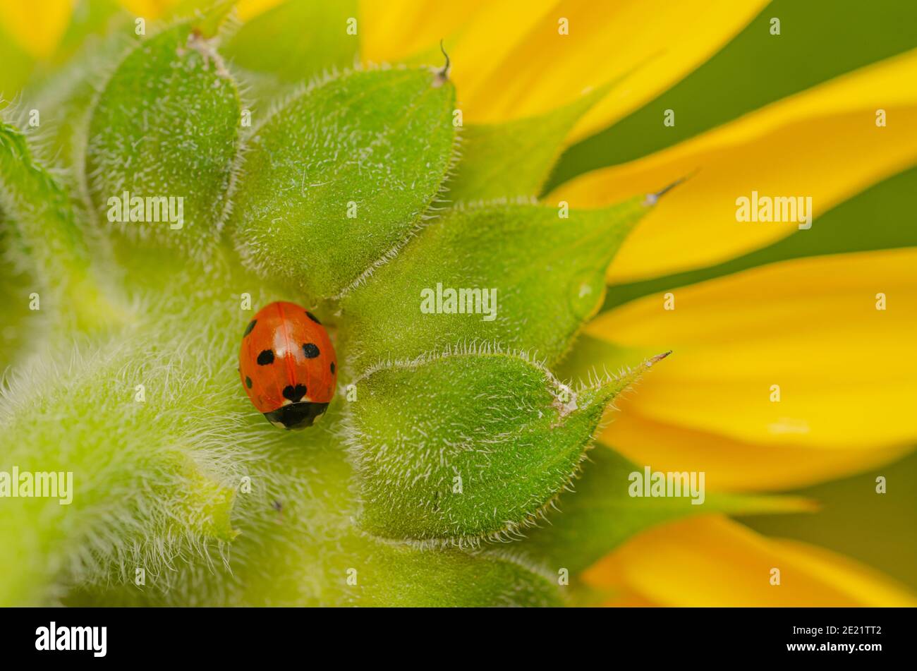 Seven-Spot Ladybird (Coccinella septempunctata) auf Sunflower Stockfoto