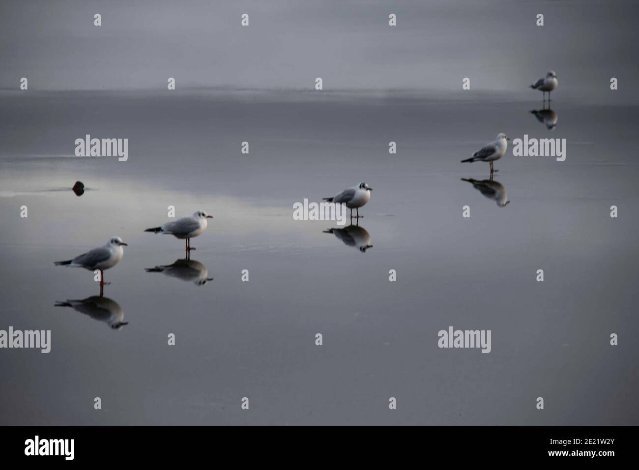 Gemeinsamen Gull Stockfoto