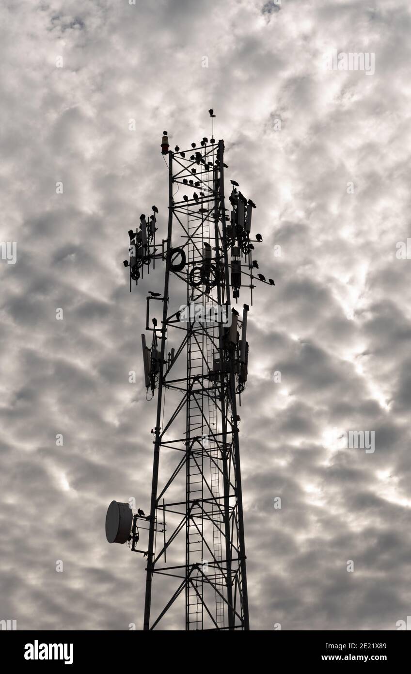 Schwarze Vögel versammeln sich auf einem Zellenturm, um für die Nacht zu schlafen. Stockfoto