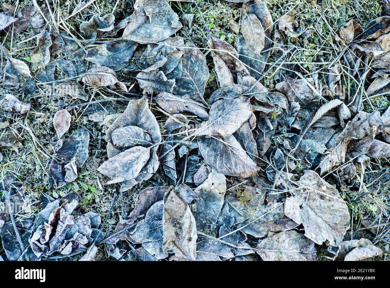 Gefrorene Winter Blätter Stockfoto