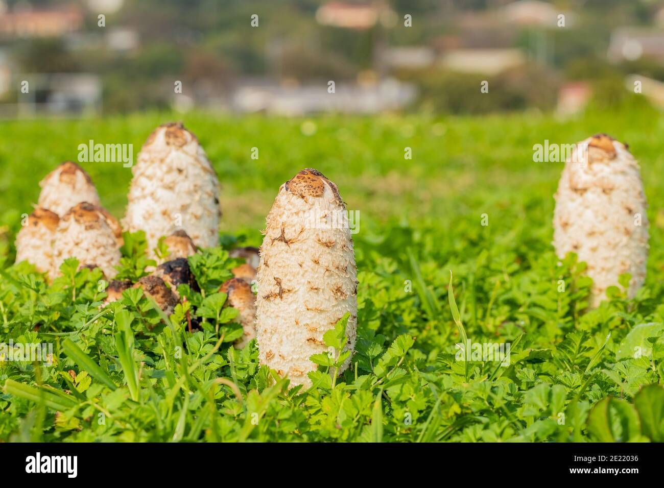 Schuss von tollen weißen Pilzen namens Dung Beetle in gewachsen Das Feld an einem sonnigen Tag Stockfoto