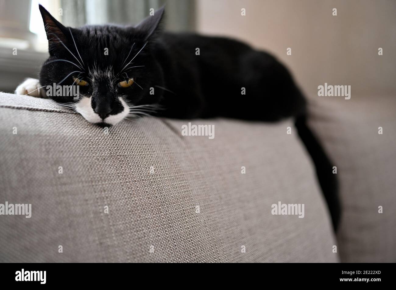 Katze auf dem sofa arm Fotos und Bildmaterial in hoher Auflösung Alamy
