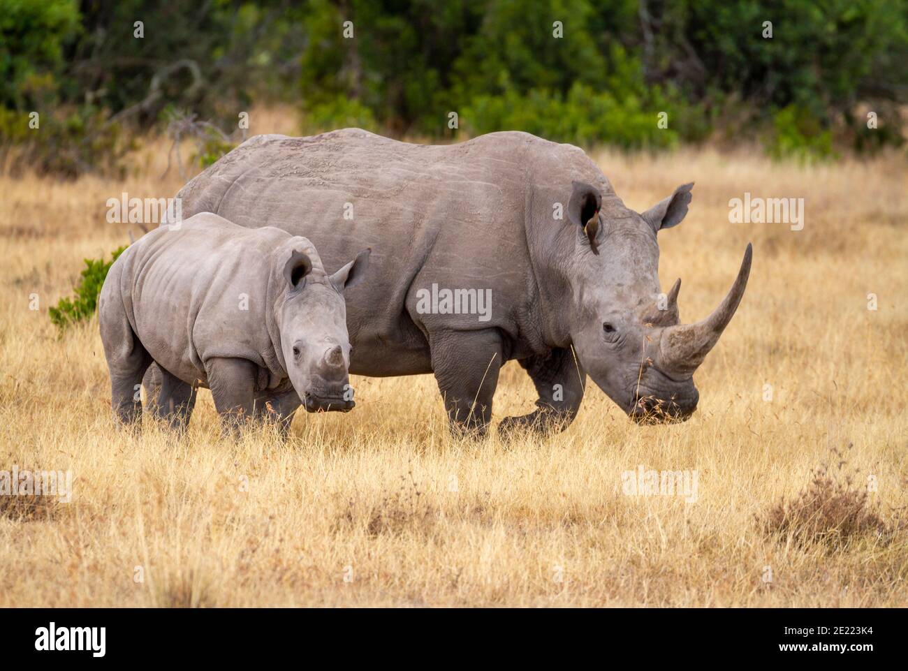 Südliche weiße Nashorn-Kuh mit Baby-Kalb (Ceratotherium simum) in Ol Pejeta Conservancy, Kenia, Afrika. Nahe bedrohte afrikanische Nashornarten Stockfoto