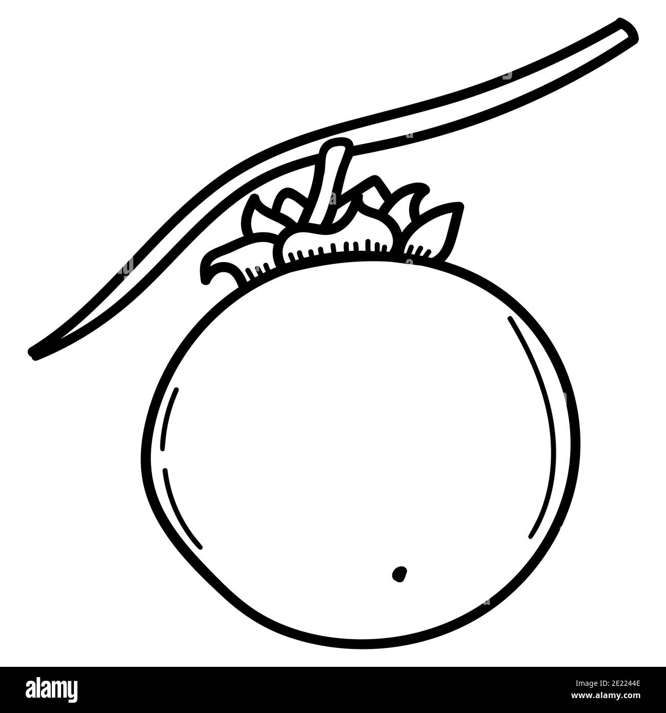 Persimmon. Hand gezeichnete Doodle Persimmon Frucht Illustration isoliert auf weißem Hintergrund. Symbol „Lebensmittel“, Stockfoto