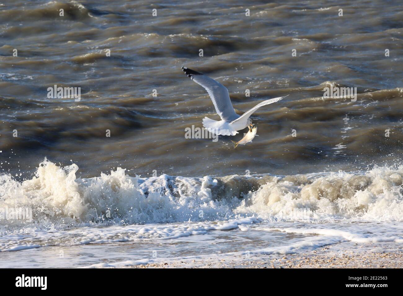 Möwe im Flug mit Fisch Stockfoto