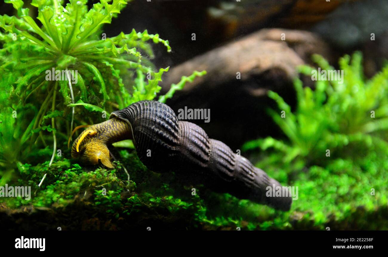 Wasserschnecke Tylomelania im Aquarium. Stockfoto
