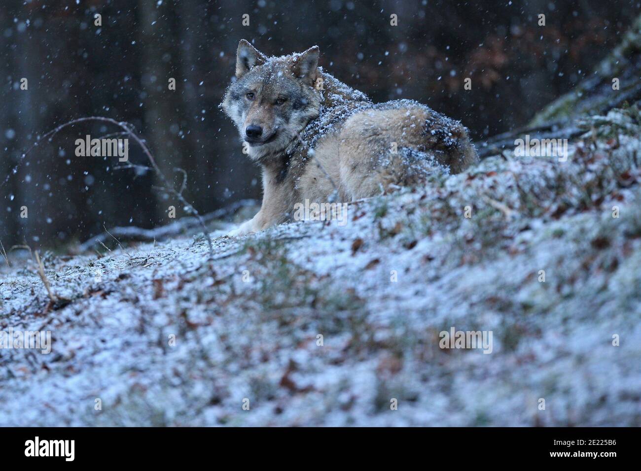 Eurasischer Wolf im Winter Schneefall Stockfoto