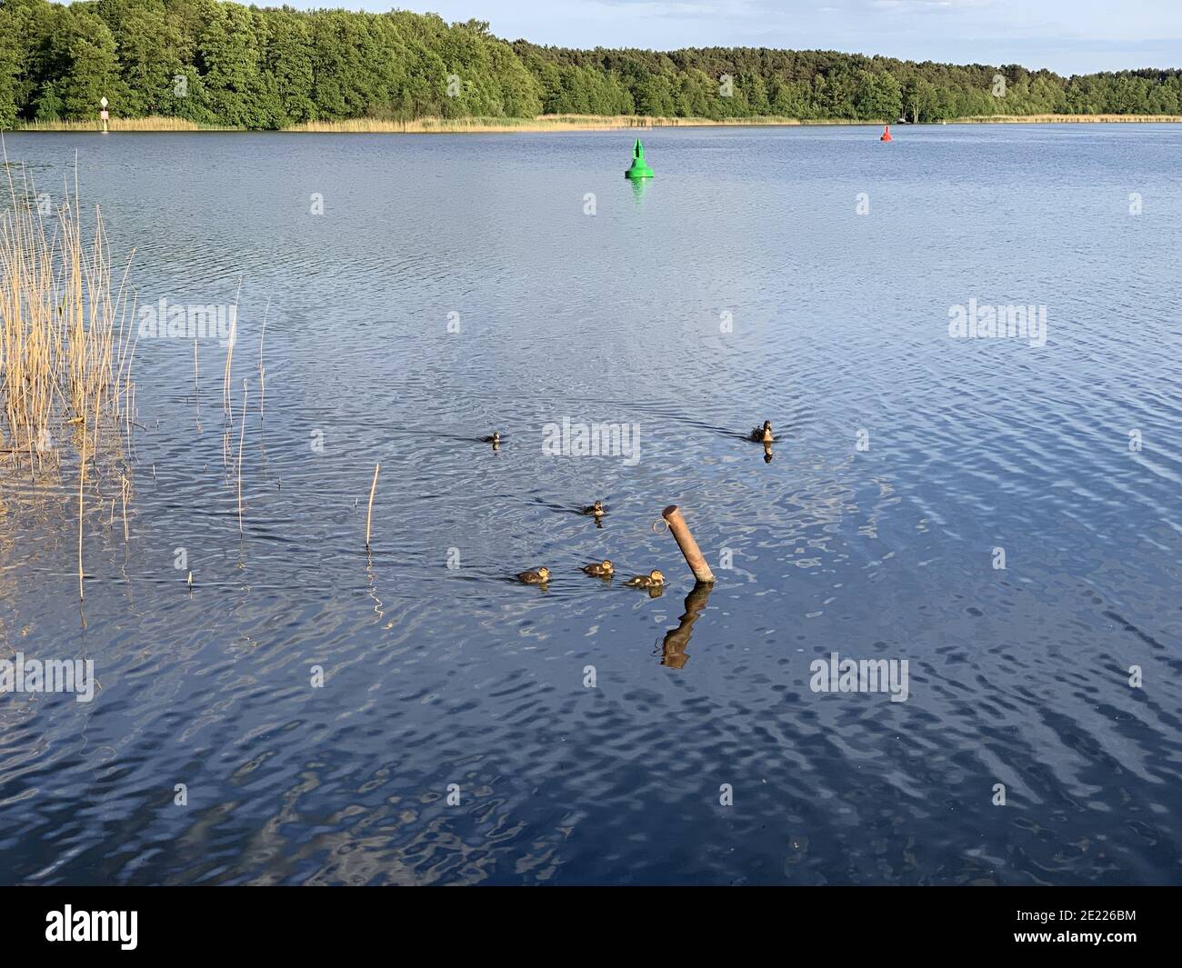 Rohre in einem blauen See in der Nähe g Wald Stockfoto