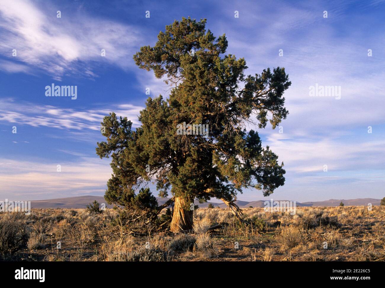 WESTERN Juniper, Lower Crooked River National Back Country Byway, Prineville District Bureau of Land Management, Oregon Stockfoto