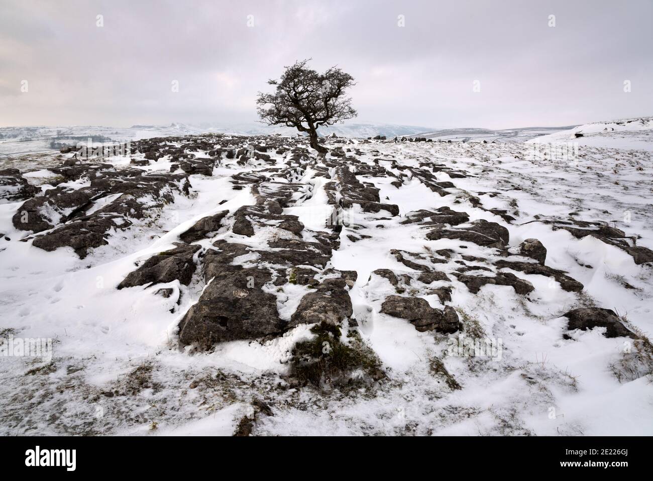 Ein einteiler Baum im Schnee auf Kalksteinfelsen, Winskill Stones, Langcliffe, Yorkshire Dales National Park, Großbritannien Stockfoto