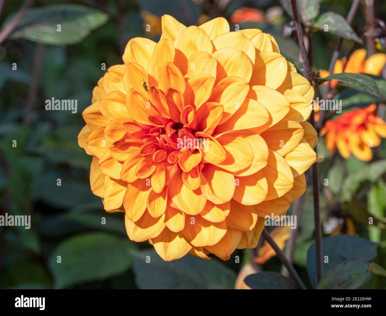 Nahaufnahme einer schönen großen orangenen Doppelblje Dahlie Ein Garten Stockfoto