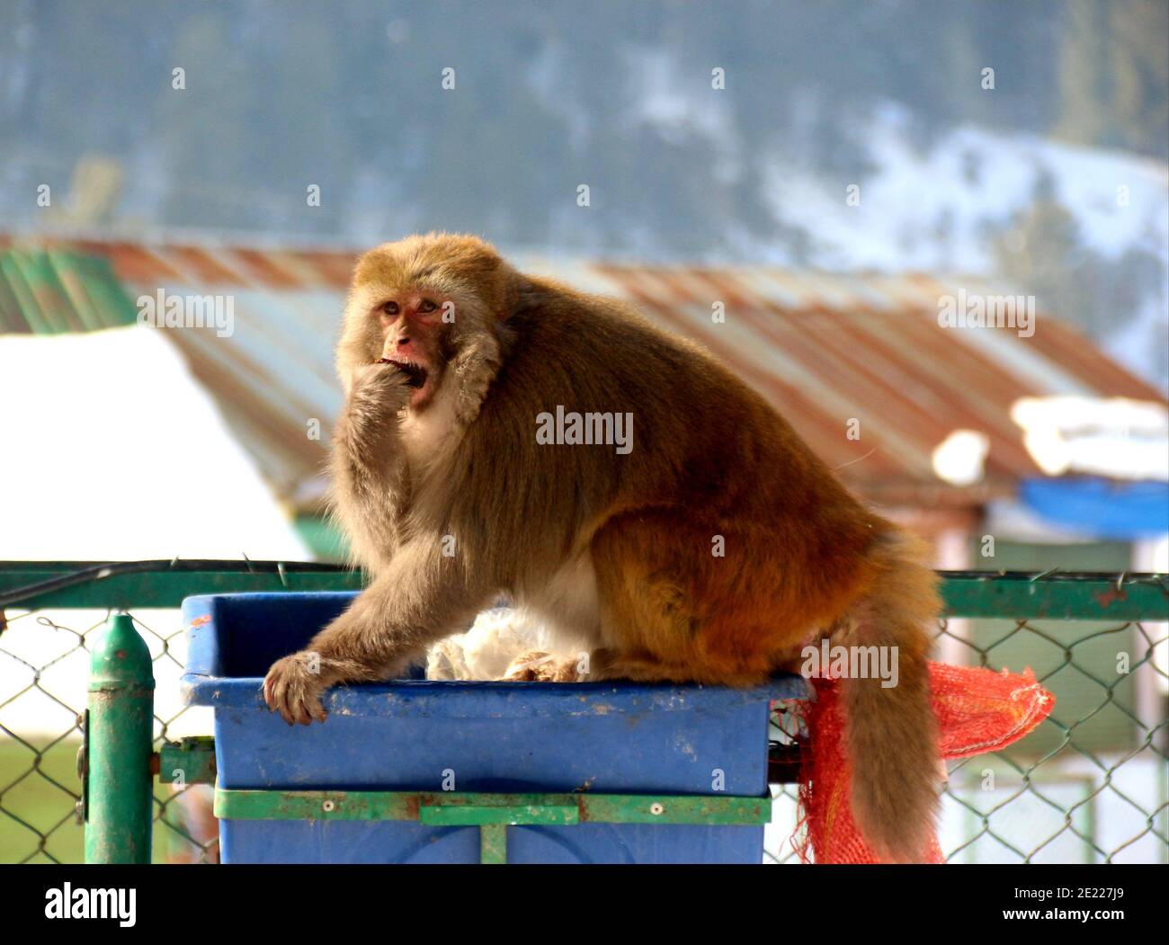 Anantnag, Indien. Januar 2021. Ein Affe frisst einen Granatapfel, der ihm von einem Mann entlang einer Straße am 11. Januar 2021 nach frischem Schneefall in Pahalgam Gebiet von Süd-Kaschmirs Anantnag Bezirk gegeben wurde. Moderater bis starker Schneefall begann am Samstag über das Kaschmir-Tal und Schnitt es vom Rest der Welt ab. (Foto von Aasif Shafi/Pacific Press) Quelle: Pacific Press Media Production Corp./Alamy Live News Stockfoto