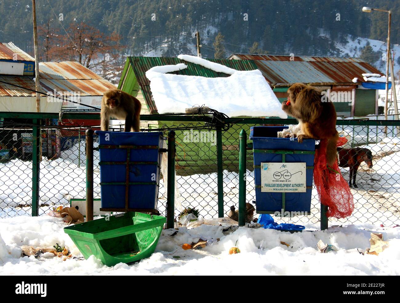 Anantnag, Indien. Januar 2021. Ein Affe erkundet am 11. Januar 2021 einen Mülleimer nach frischem Schneefall in Pahalgam im südlichen Kaschmirgebiet Anantnag. Moderater bis starker Schneefall begann am Samstag über das Kaschmir-Tal und Schnitt es vom Rest der Welt ab. (Foto von Aasif Shafi/Pacific Press) Quelle: Pacific Press Media Production Corp./Alamy Live News Stockfoto