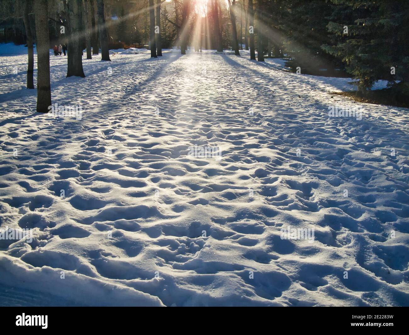 Calgary, Alberta, Kanada - 5. Januar 2013 Sonneneinstrahlung im verschneiten Prince's Island Park in Calgary Alberta an einem Winternachmittag Stockfoto