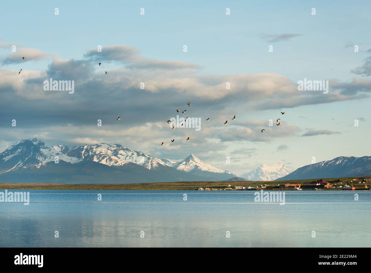 Magellanische Kormorane fliegen vor der Torres del Paine Range über den Golfo Almirante Montt / Ultima Esperanza Sound Puerto Natales, Chile Stockfoto
