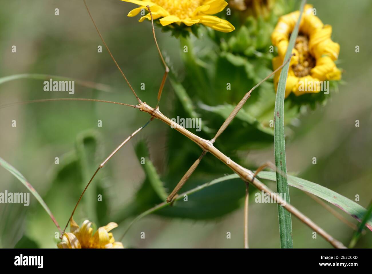 Wanderstockwanze Stockfoto