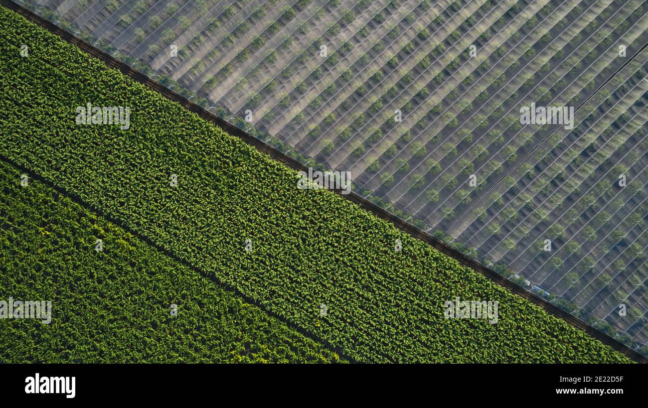 Luftaufnahme eines Weinbergs, der durch eine Straße in zwei Hälften geteilt wurde (Apulien, Italien) Stockfoto