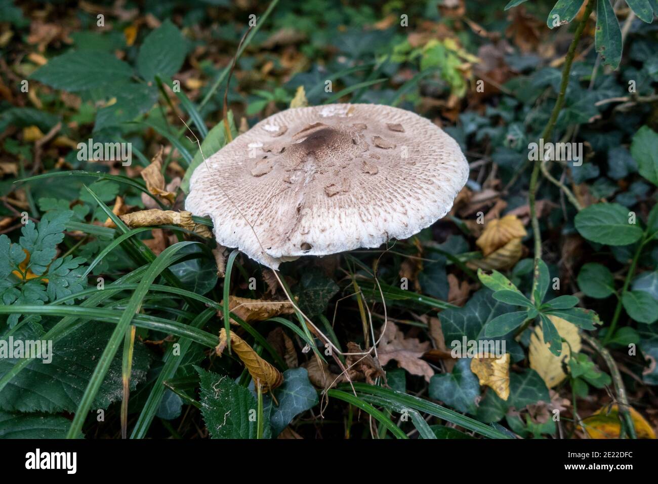 Parasolpilz, East Sussex, Großbritannien Stockfoto