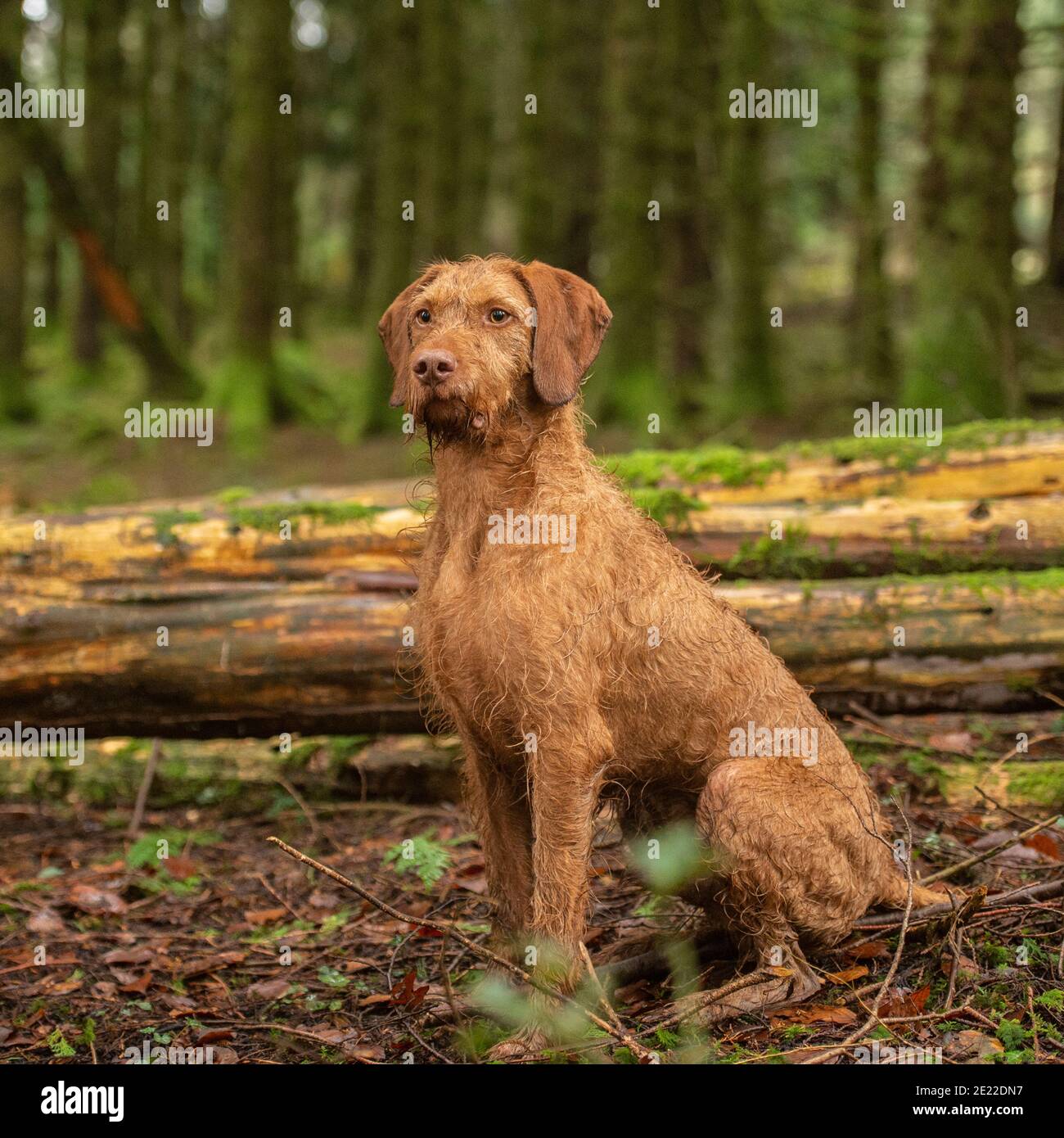 Rüde Ungarischer drahthaariger vizla Hund Stockfoto